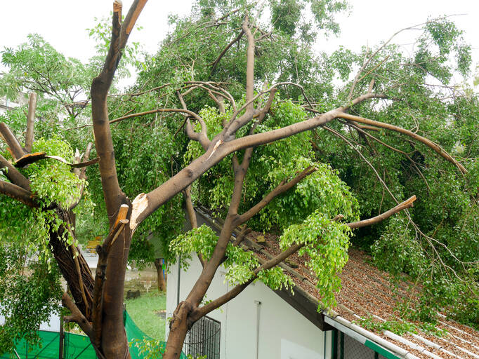 Fallen Tree Damage Restoration by Team Delta